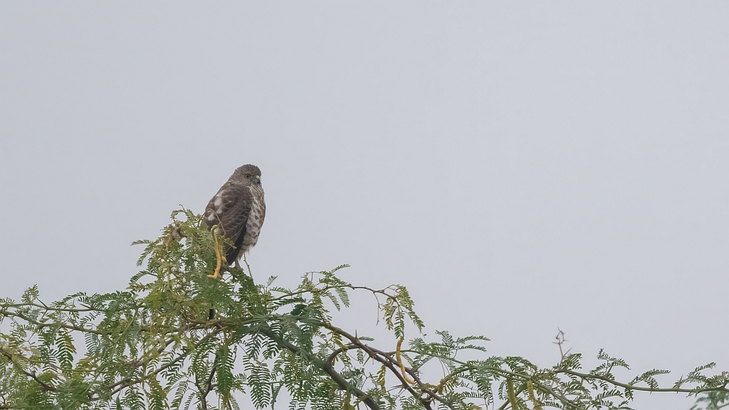 Shikra
